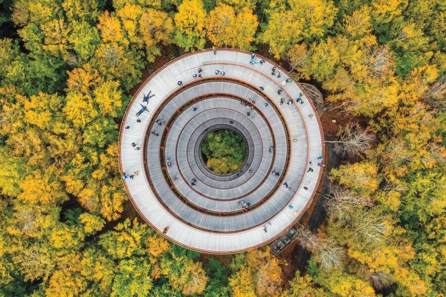 From Copenhagen: Round-Trip to Møns Klint and Forest Tower - The Forest Tower and its long wooden curve