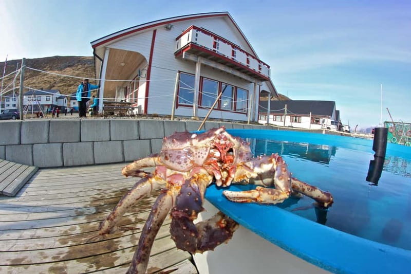 From Honningsvåg: North Cape and King Crabs Tour - One and a half hours at Nordkapphallen