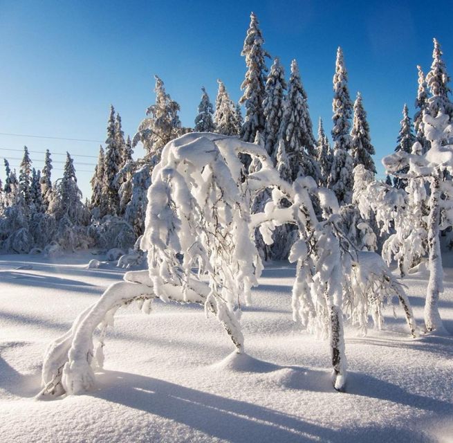 From Oslo: Oslomarka Forest Guided Snowshoeing Tour - Who should book this experience?