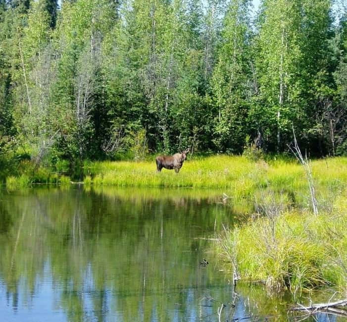 From Stockholm: Moose & Wildlife Safari with Campfire Dinner - Why this makes a good Stockholm evening