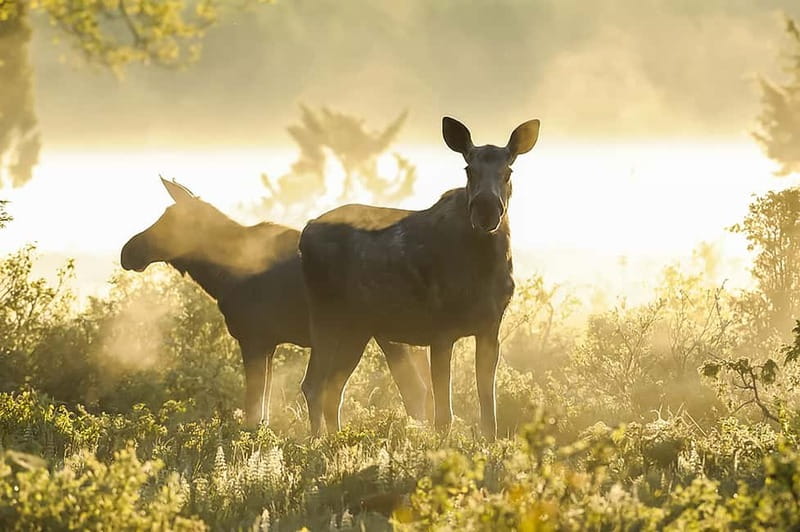 From Stockholm: Moose & Wildlife Safari with Campfire Dinner - Building a fire and cooking dinner outdoors