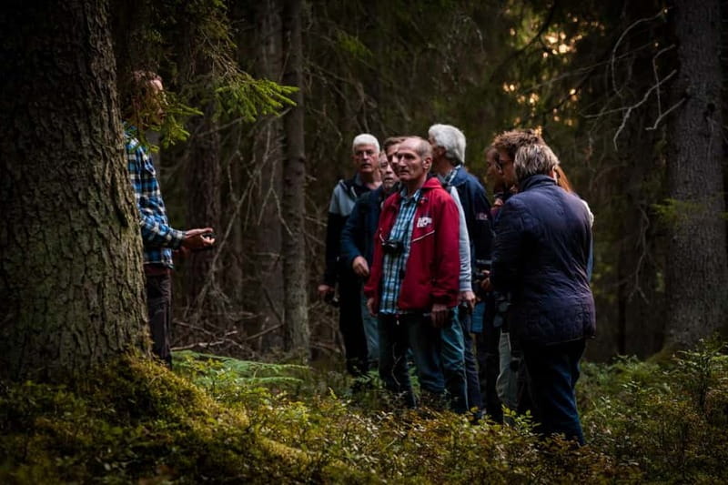 From Stockholm: Moose & Wildlife Safari with Campfire Dinner - Searching the woods for tracks and signs