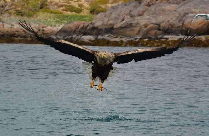 From Svolvær: Lofoten RIB Sea Eagle Safari Trollfjord Cruise - Setting out from Svolvær’s Torget