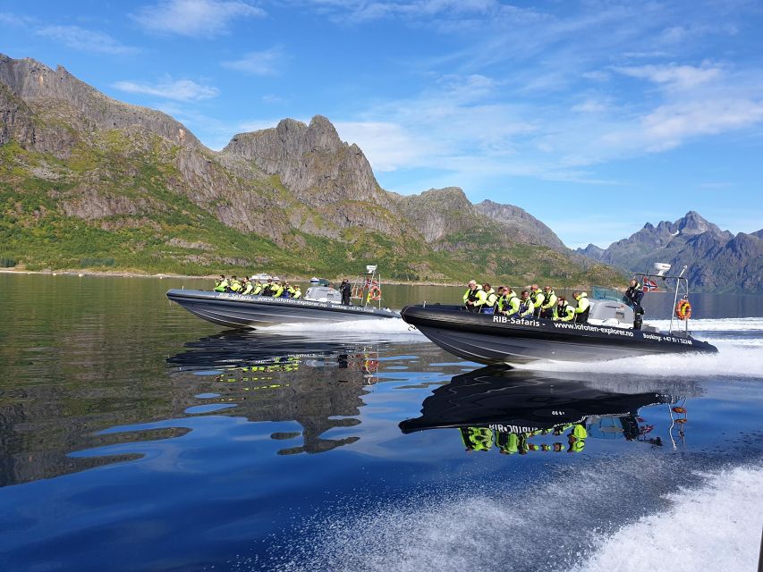 From Svolvaer: Trollfjorden Wildlife RIB Cruise - What makes this RIB trip worth your time