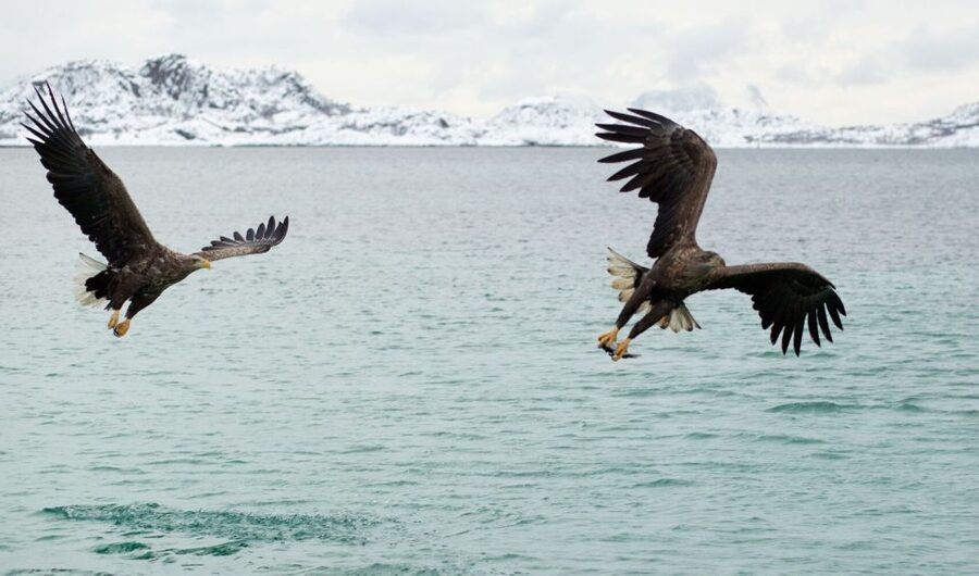 From Svolvaer: Trollfjorden Wildlife RIB Cruise - Should you book the Trollfjord RIB cruise?