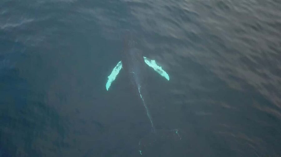 From Tromsø: All-Inclusive Whale & Orca Safari - Tromsø to Skjervøy: a serious whale-watching day
