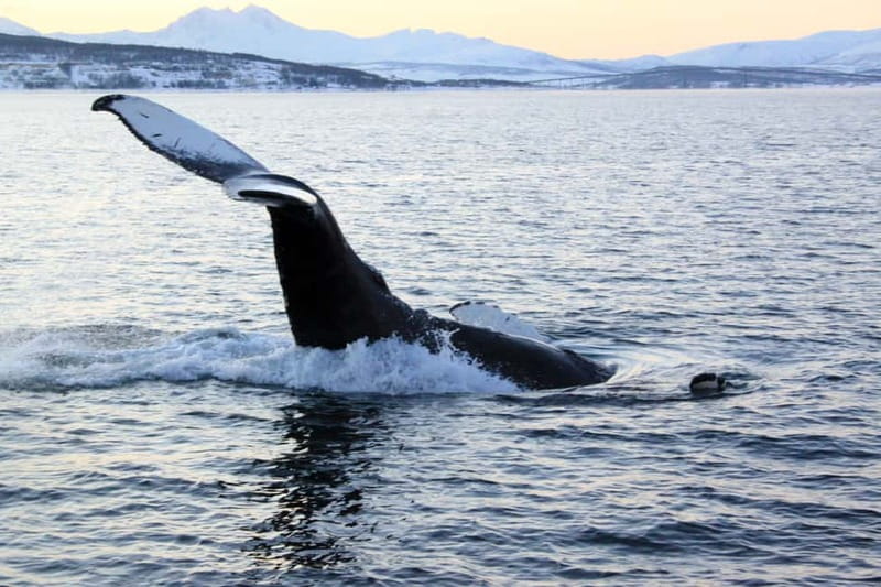From Tromsø: All-Inclusive Whale & Orca Safari - Meeting the boat at 8 AM