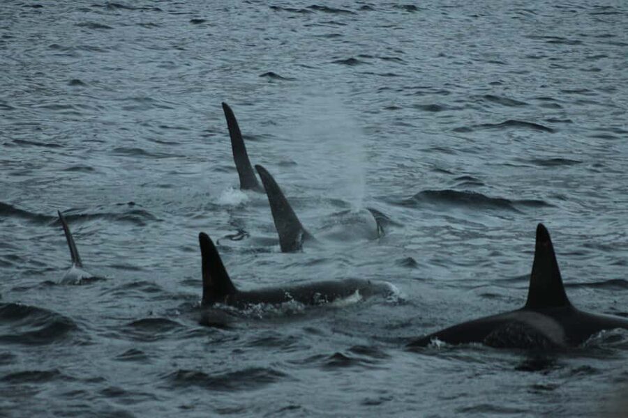 From Tromsø: All-Inclusive Whale & Orca Safari - Reaching the whale area near Skjervøy