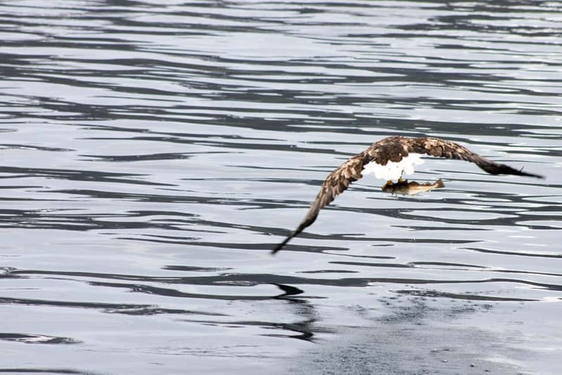 From Tromsø: All-Inclusive Whale & Orca Safari - What you might see besides orcas