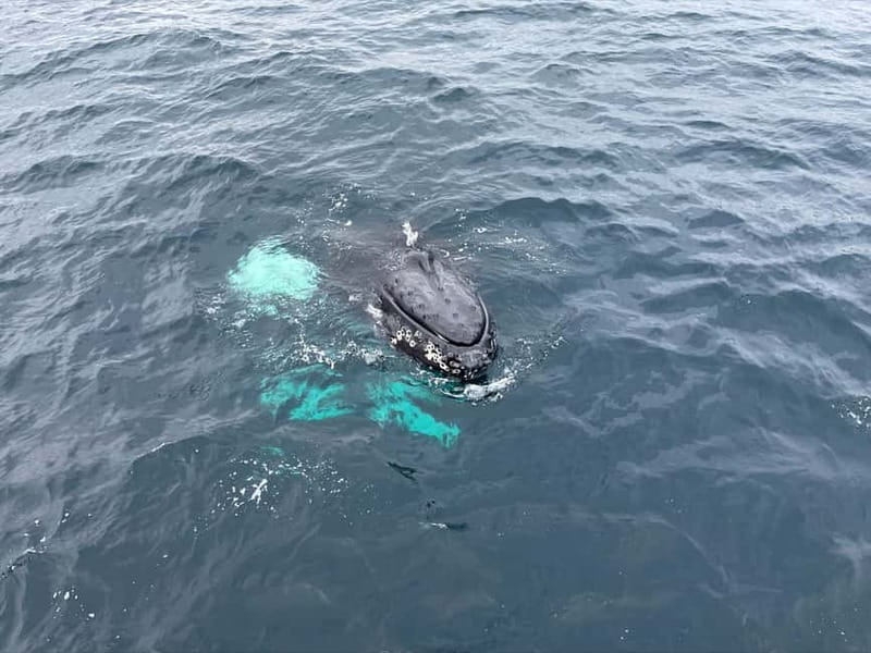 From Tromsø: All-Inclusive Whale & Orca Safari - Food, drinks, and staying warm
