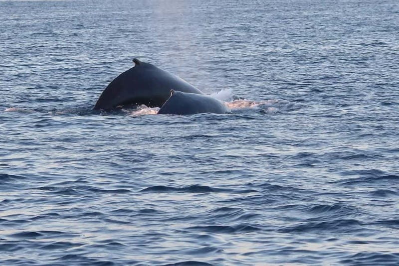 From Tromsø: All-Inclusive Whale & Orca Safari - The return trip to Tromsø