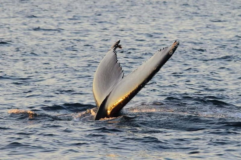 From Tromsø: All-Inclusive Whale & Orca Safari - Booking flexibility and weather concerns