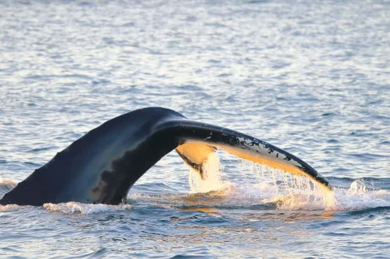 From Tromsø: All-Inclusive Whale & Orca Safari - The run through Tromsø’s fjords