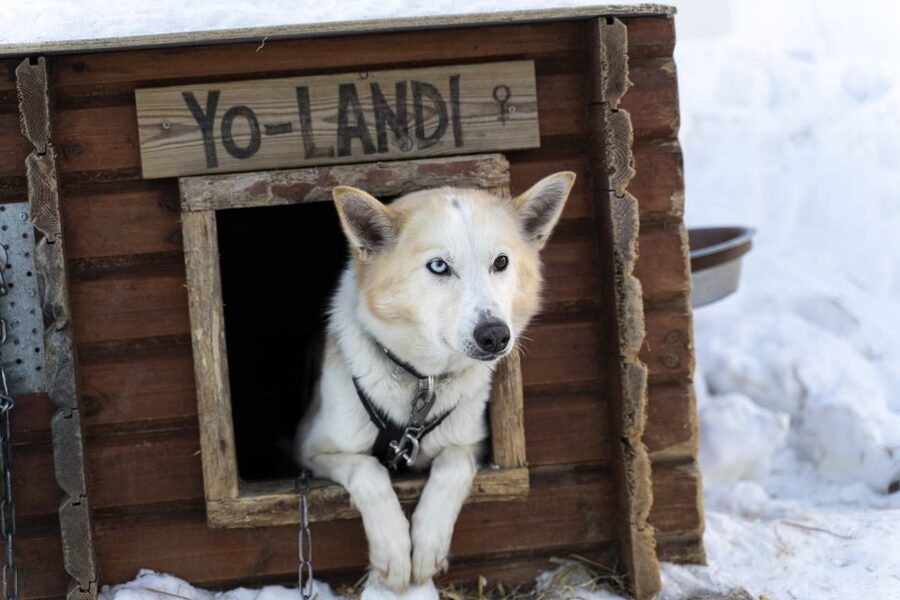 From Tromsø: Fun and Easy Dog Sledding Adventure - Key points at a glance