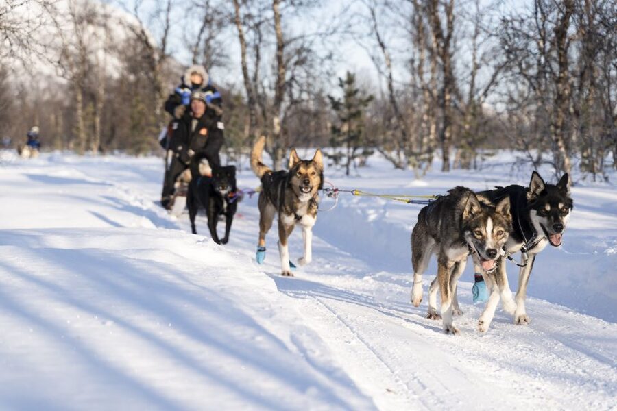 From Tromsø: Fun and Easy Dog Sledding Adventure - Why the driving time makes this tour worth considering