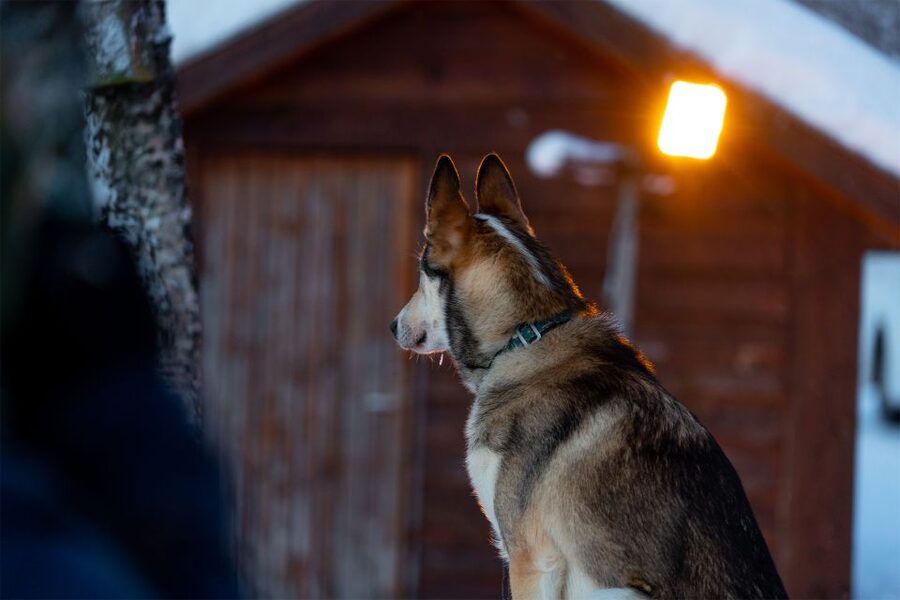 From Tromsø: Fun and Easy Dog Sledding Adventure - Who should book this experience