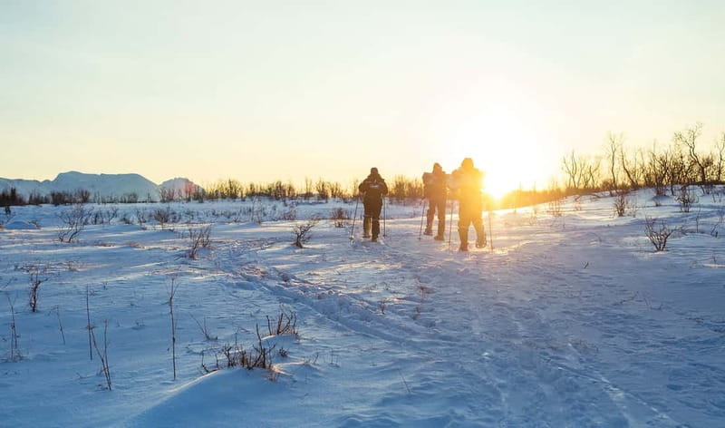 From Tromsø: Guided Husky Snowshoe Hike and Husky Camp Visit - Should you book it?