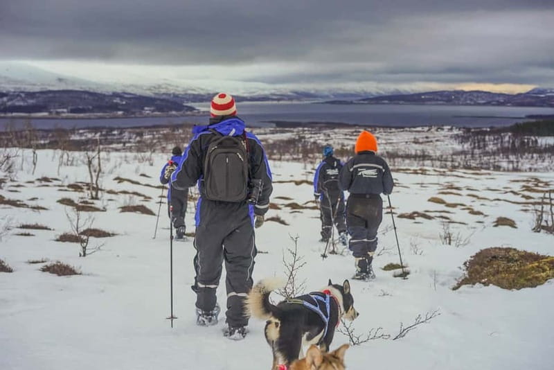 From Tromsø: Guided Husky Snowshoe Hike and Husky Camp Visit - The huskies make the hike personal