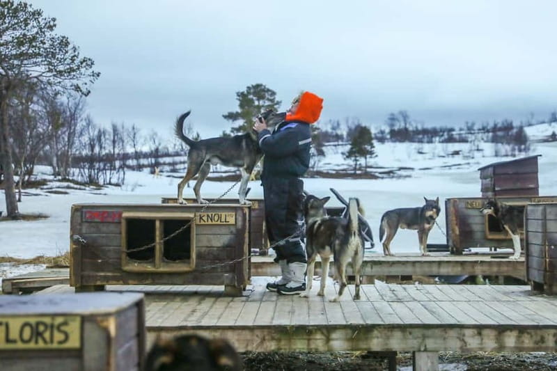 From Tromsø: Guided Husky Snowshoe Hike and Husky Camp Visit - Hot drinks and cake in the Arctic air