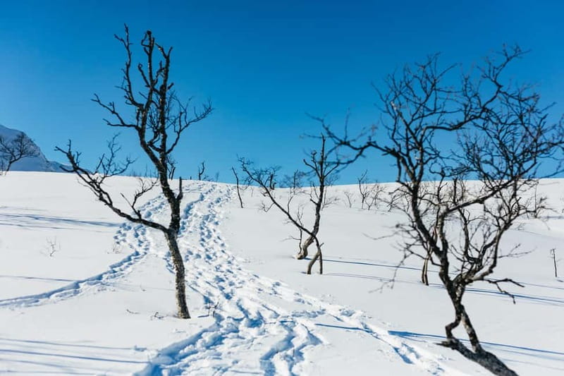From Tromsø: Snowshoeing Hike with Picnic Lunch and Photos - Is $152 a fair price?