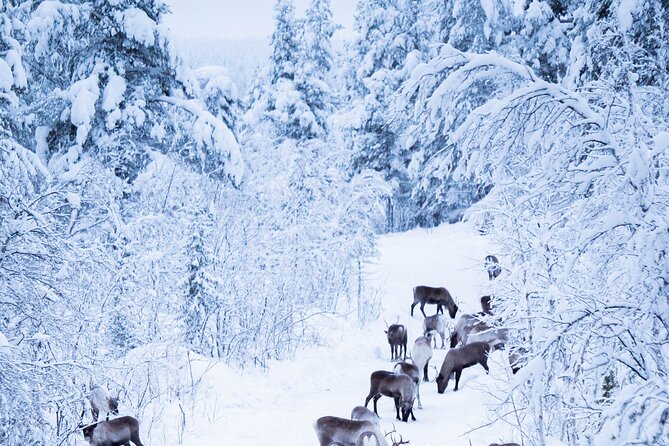 Full-Day Reindeer Tour with Pickup in Kiruna - Lunch beside the fire in a traditional tent