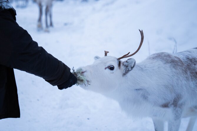 Full-Day Reindeer Tour with Pickup in Kiruna - Warm clothing and the Arctic cold limit