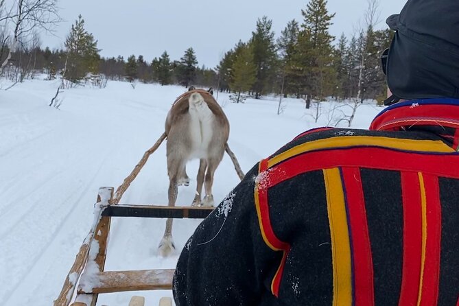 Full-Day Reindeer Tour with Pickup in Kiruna - What the reindeer feeding is really like