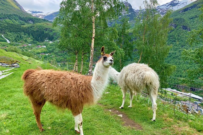 Geiranger by Royal route, 5 hours with visiting a high-mountain farm - What the private format is worth