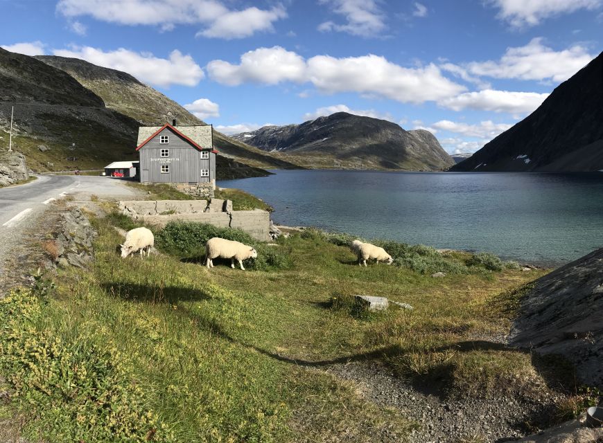 Geiranger: Dalsnibba, Flydalsjuvet, Eagle Bend & Fjords Tour - Who should book this Geiranger excursion?