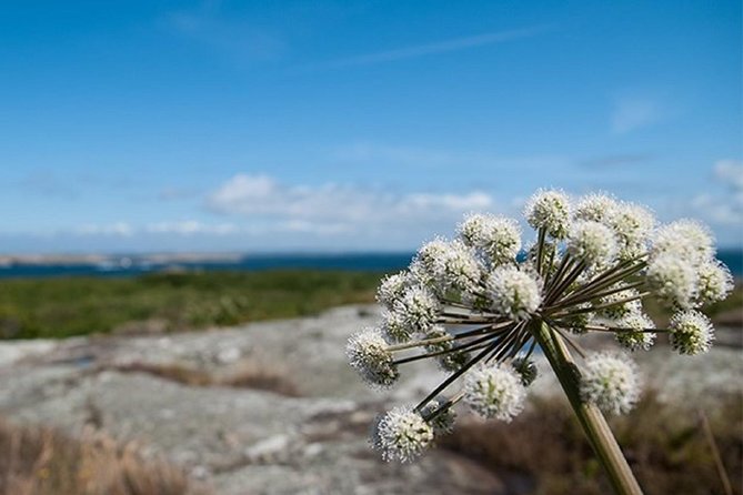 Guided boat tour to Vinga in Gothenburg - Why the sea crossing matters