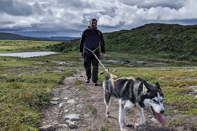 Half Day Guided Walk with Huskies - Walking toward Ridvadet through forest openings