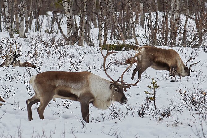 Half day Wildlife and Nature Photography - Why the small group makes a difference