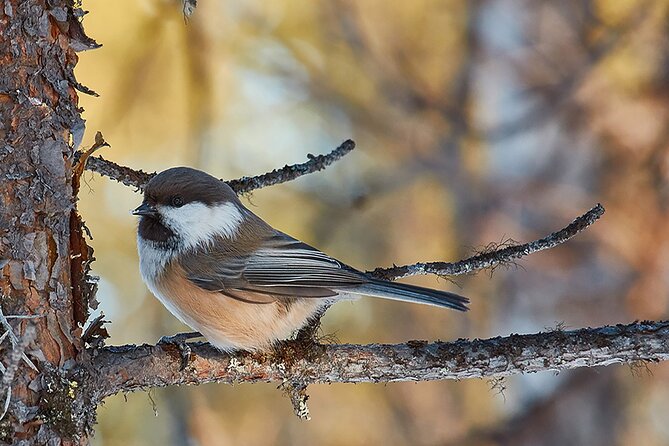 Half day Wildlife and Nature Photography - Following the Sami eight seasons