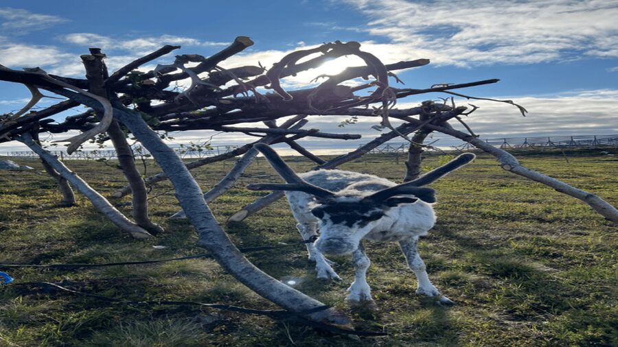 Hammerfest: Guided Tour - Meet Reindeer - Is $157 a fair price?