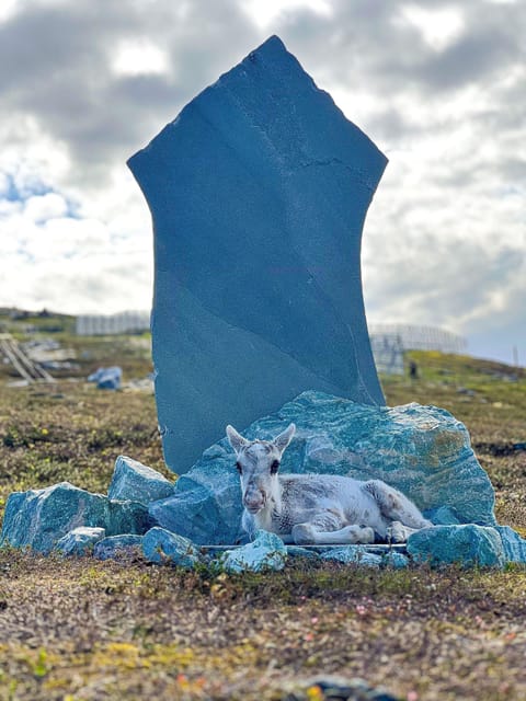 Hammerfest: Guided Tour - Meet Reindeer - Should you book the reindeer camp?