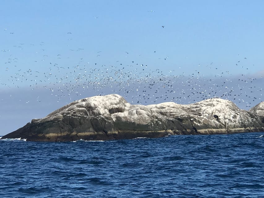 Honningsvåg: North Cape King Crab & Arctic Wildlife Safari - What the $261 Price Really Buys You