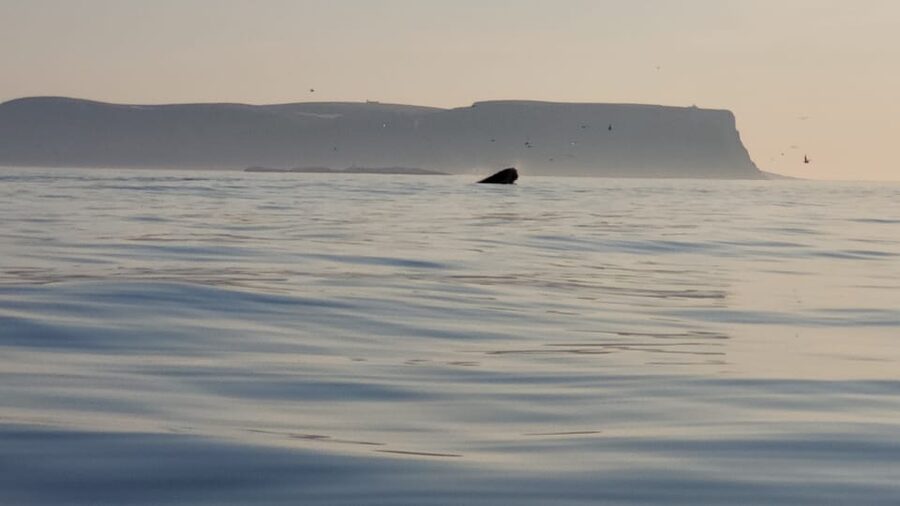 Honningsvåg: North Cape King Crab & Arctic Wildlife Safari - How to Decide Before You Book