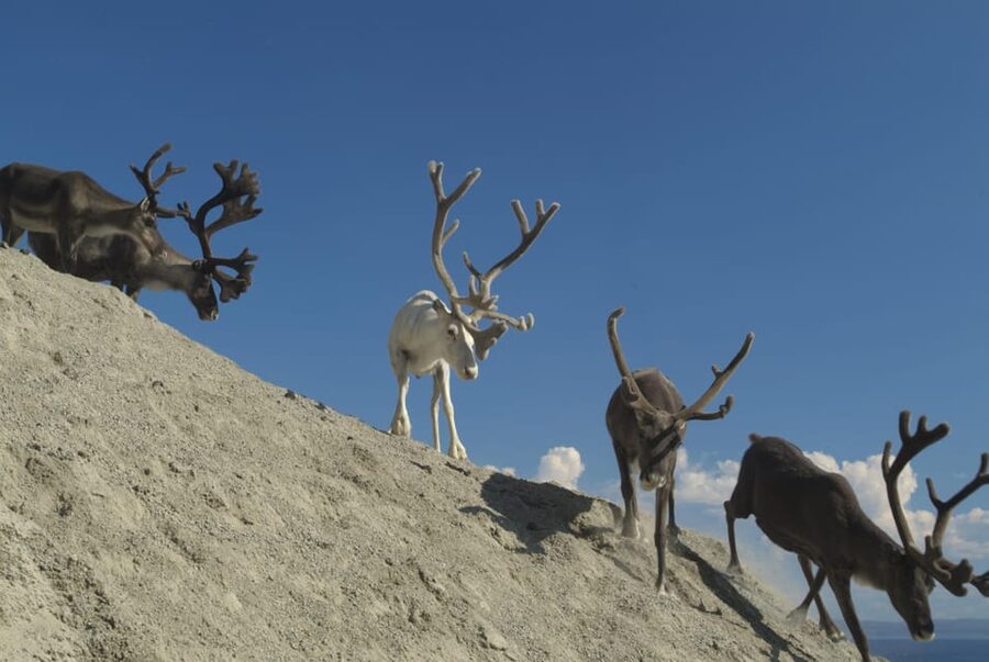 Honningsvåg: North Cape Summer Tour with Sami Family Visit - FAQ
