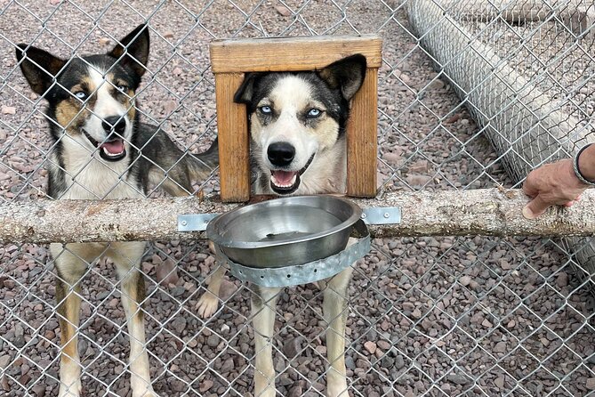 Husky cuddle at Fjälläventyr Dog Park - admission ticket - Why the Working Kennel Setting Matters