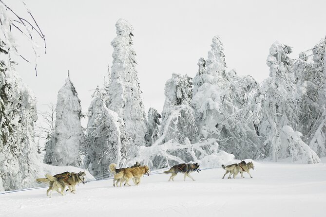 Husky Sledding Tour - Key points at a glance