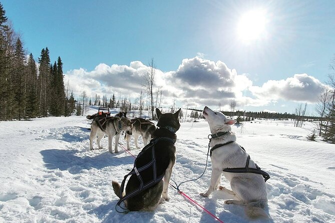 Husky Sledding Tour - Why the sled ride feels more personal