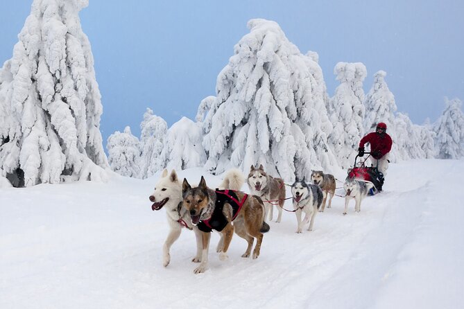 Husky Sledding Tour - Meeting the rest of the kennel