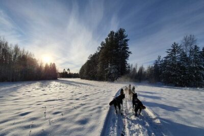 Husky Sledding Tour