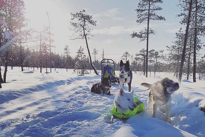 Husky Sledding Tour - Is $302.03 a fair price?
