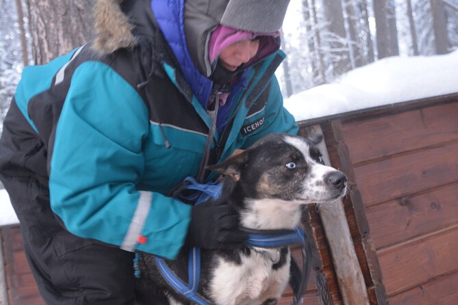 Husky Tour Sit and Drive Combo Tour from Kiruna - The snowy route and what driving feels like