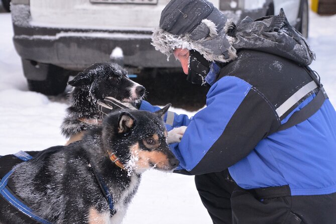 Husky Tour Sit and Drive Combo Tour from Kiruna - The kennel routine after the ride
