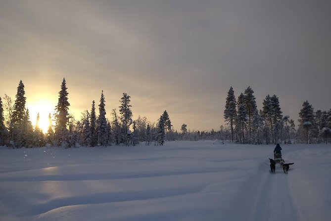Husky Tour Sit and Drive Combo Tour from Kiruna - Meeting the dogs before the trail