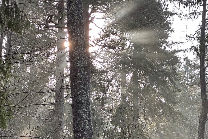 Icebathing and Sauna, Forest Hike and Fireplace Lunch - Private - The lake plunge is optional, not a test