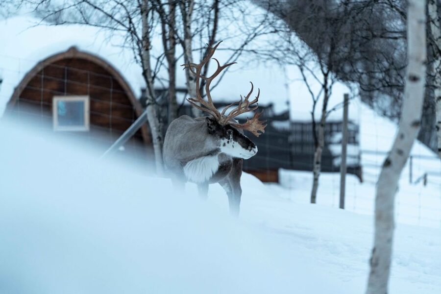 Kirkenes: Snowhotel Entrance Ticket - The Icebar and the warm-up stop