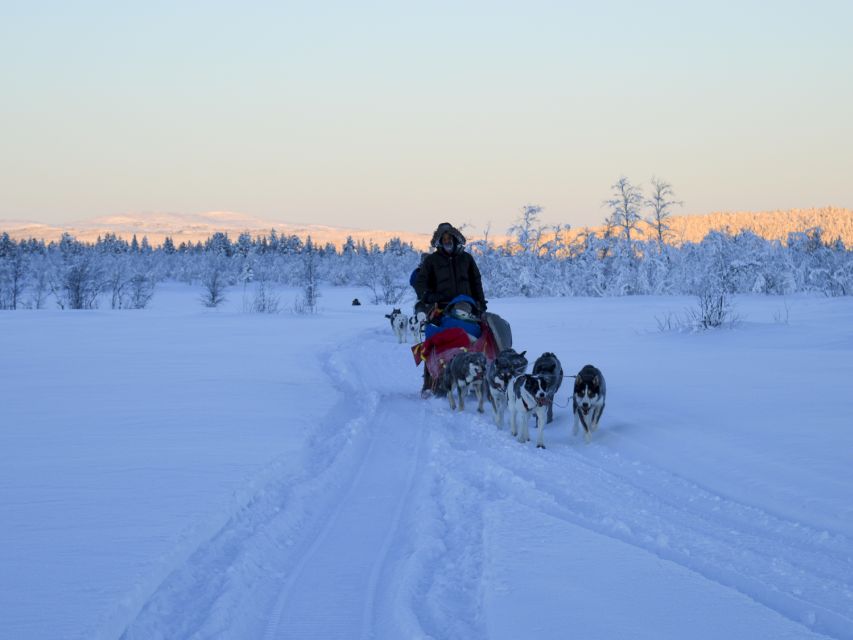 Kiruna: Guided Afternoon Drive Your Own Dog Sled Tour - Key points to know before booking